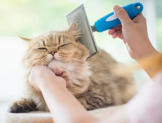 Cat Grooming service at home