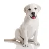 Labrador retriever puppy for sale