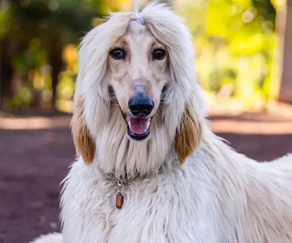 Afghan Hound Price in India