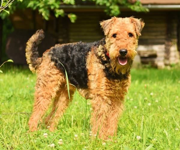 Airedale Terrier Dog Breed Information | Airedale Terrier Price in India