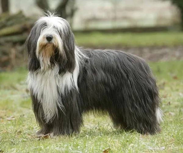 Bearded Collie Price in India