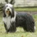 Bearded Collie Price in India