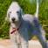 Bedlington Terrier Breed Information | Bedlington Terrier Price in India