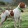 Brittany Spaniel Dog Breed Information | Brittany Spaniel Price in India