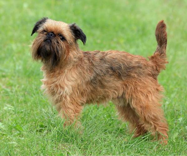 Brussels Griffon Dog Breed Information | Brussels Griffon Price in India