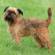 Brussels Griffon Dog Breed Information | Brussels Griffon Price in India