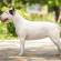Bull Terrier Dog Breed Information | Bull Terrier ...