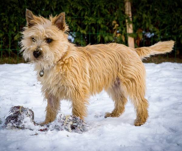 Cairn Terrier Dog Breed Information | Cairn Terrier Price in India