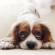 Cavalier King Charles Spaniel Dog Breed Information | Cavalier King Charles Spaniel Price in India