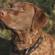 Chesapeake Bay Retriever Dog Breed Information | Chesapeake Bay Retriever Price in India