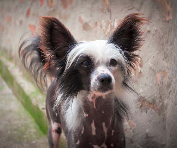 Chinese Crested Dog Breed Information | Chinese Crested Price in India