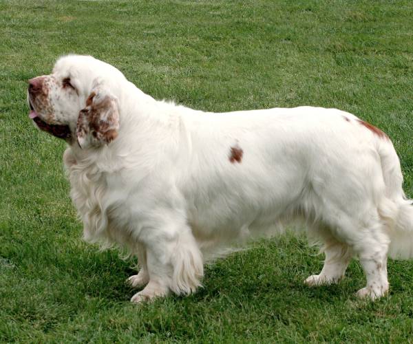 Clumber Spaniel Dog Breed Information | Clumber Spaniel Price in India