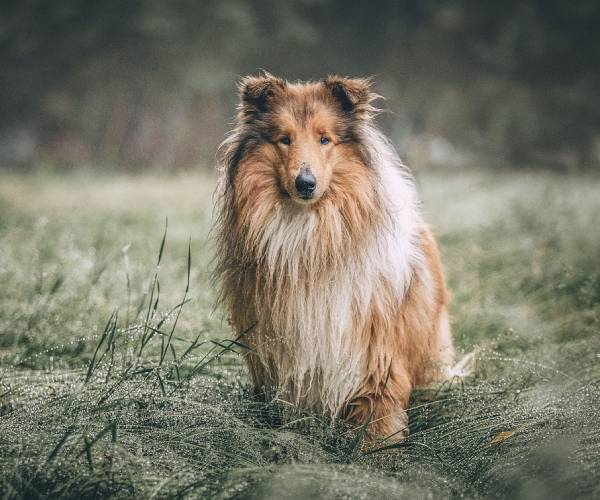 Collie Dog Breed Information | Collie Price in India