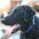 Curly-Coated Retriever Dog Breed Information | Curly-Coated Retriever Price in India