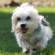 Dandie Dinmont Terrier Dog Breed Information | Dandie Dinmont Terrier Price in India