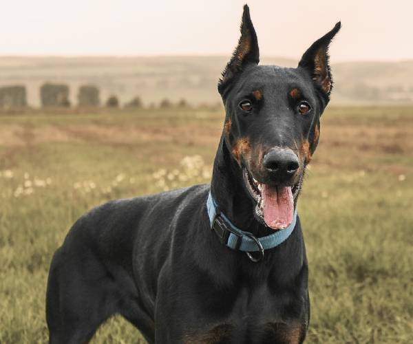 Doberman Pinscher Dog Breed Information | Doberman Pinscher Price in India