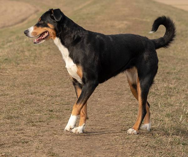 Entlebucher Mountain Dog Breed Information | Entlebucher Mountain Price in India