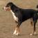Entlebucher Mountain Dog Breed Information | Entlebucher Mountain Price in India