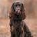 Field Spaniel Dog Breed Information | Field Spaniel Price in India
