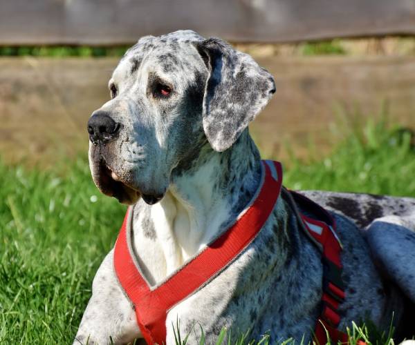 Great Dane Breed Information | Great Dane Price in India