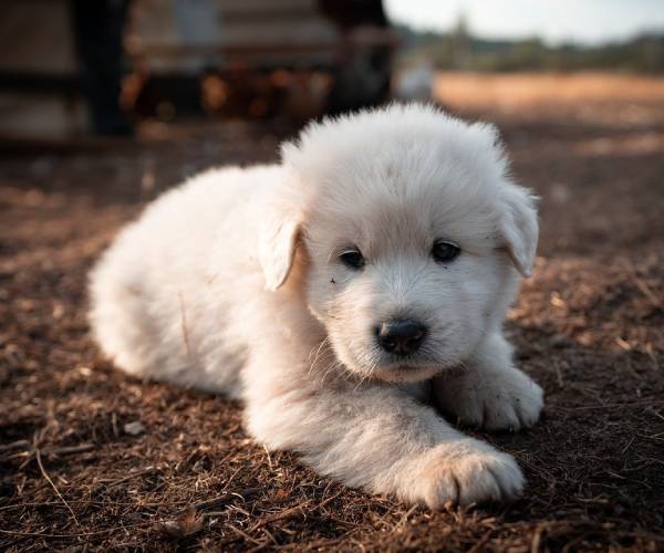 Great Pyrenees Dog Breed Information | Great Pyrenees Price in India
