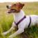 Jack Russell Terrier Price in India
