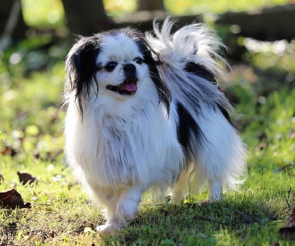 Japanese Chin Price in India