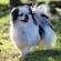 Japanese Chin Price in India