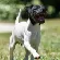 Japanese Terrier Dog Breed Information | Japanese Terrier Price in India
