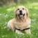 Labrador Retriever Dog Breed Information | Labrador Retriever Price in India