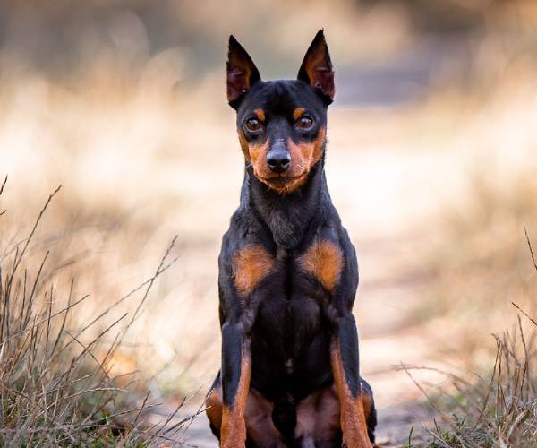 Miniature Pinscher Dog Breed Information | Dogo Argentino Price in India