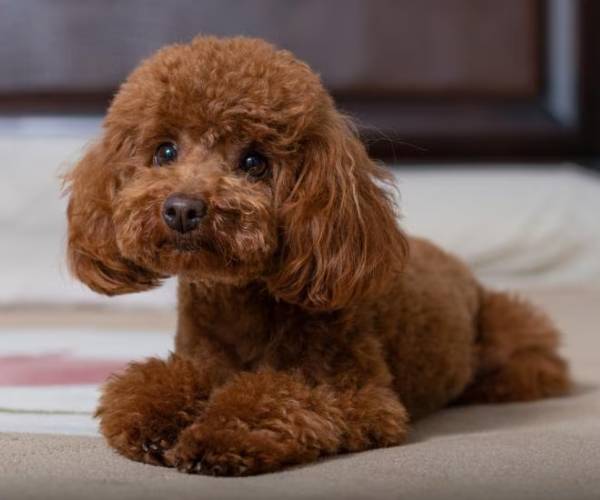 Poodle Price in India