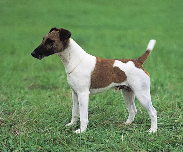 Smooth Fox Terrier Price in India