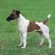 Smooth Fox Terrier Price in India