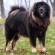Tibetan Mastiff Dog Breed Information | Tibetan Mastiff Price in India