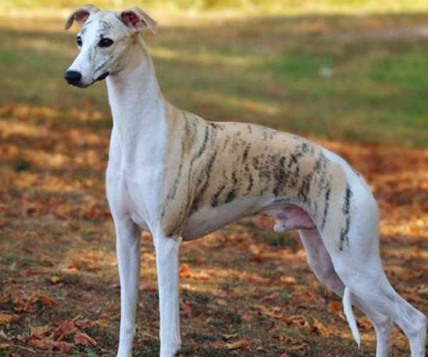 Whippet Dog Breed Information | Whippet Price in India