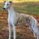 Whippet Dog Breed Information | Whippet Price in India