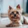 Yorkshire Terrier Dog Breed Information | Yorkshire Terrier Price in India