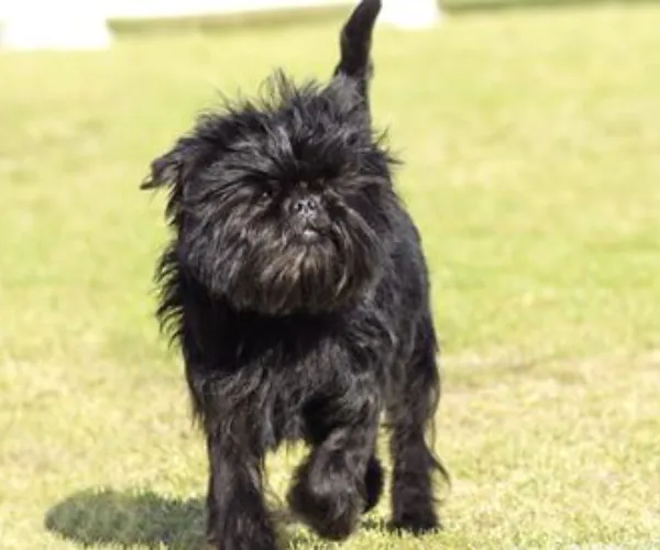Affenpinscher  puppies  for sale in India