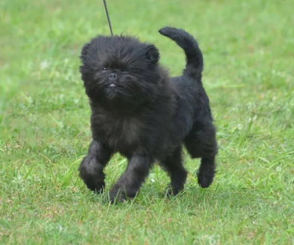 Affenpinscher  puppies  for sale in India