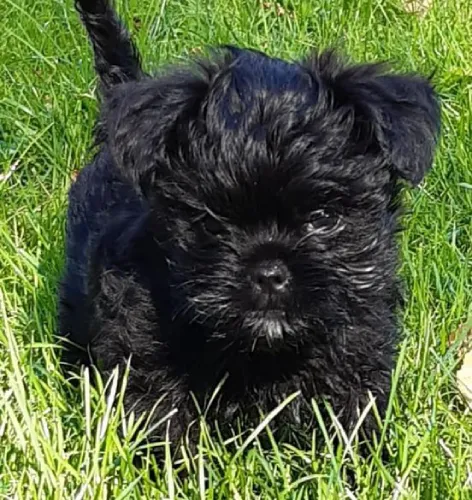 Affenpinscher   Puppies   for sale in India
