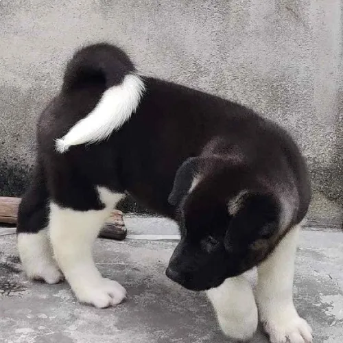Akita   Puppies   for sale in India