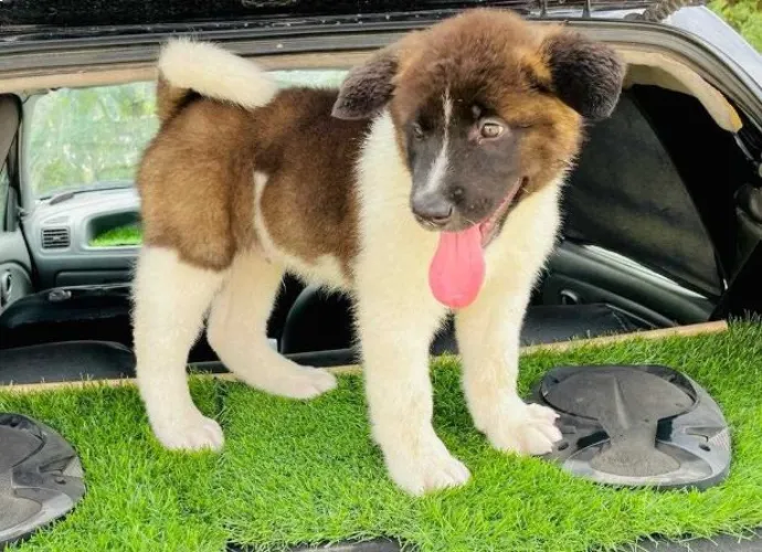 Akita  puppies  for sale in India