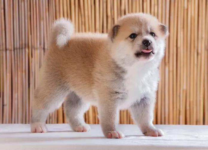 Akita  puppies  for sale in India