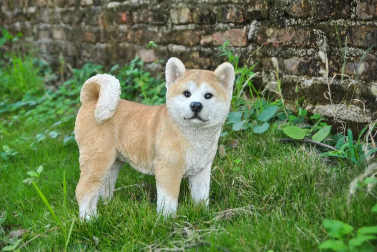 Akita   Puppies   for sale in India