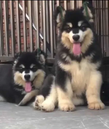 Alaskan Malamute  puppies  for sale in India