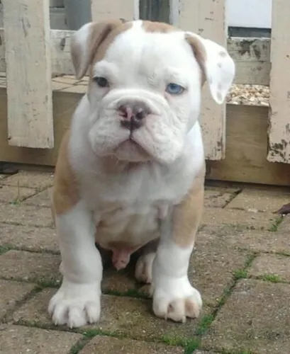 American Bulldog   Puppies   for sale in India