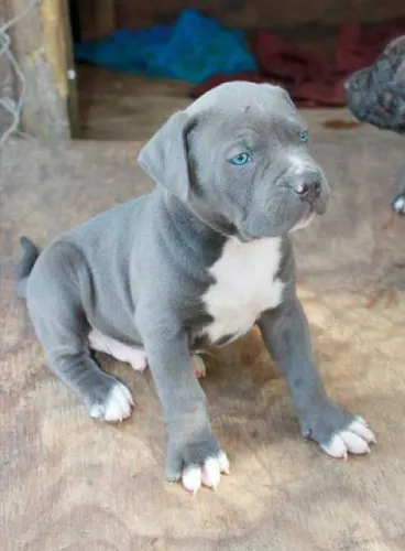 American Bulldog  puppies  for sale in India