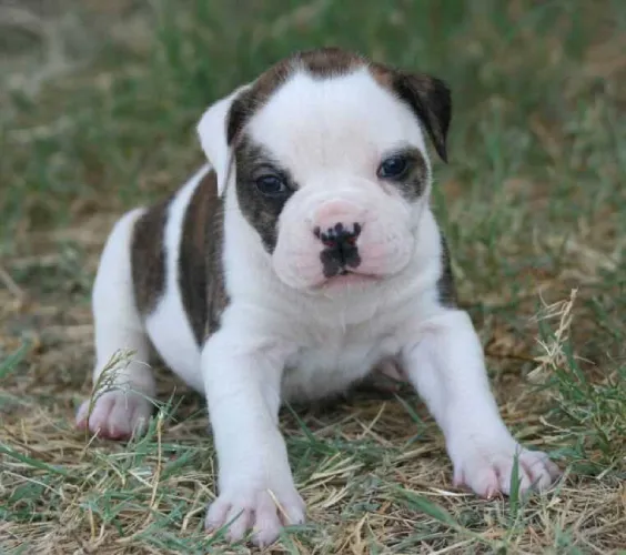 American Bulldog   Puppies   for sale in India