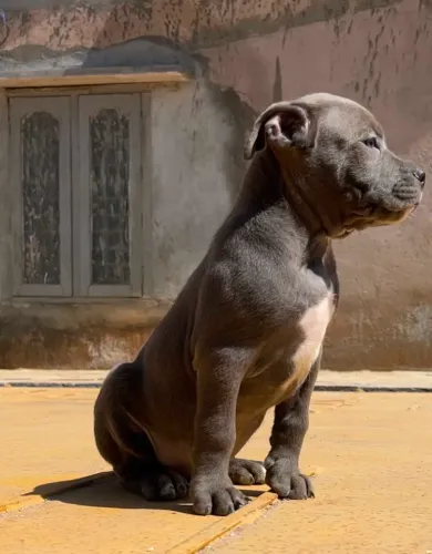 American Bully   Puppies   for sale in India